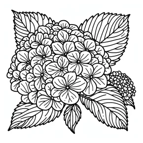 hydrangea