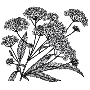 verbena